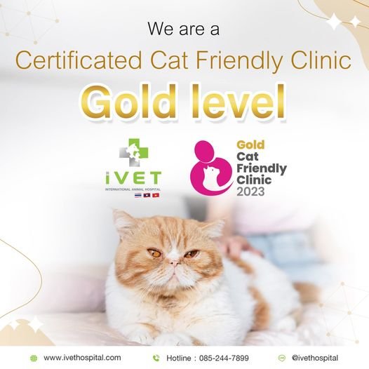 มาตราฐาน Cat Friendly Clinic โรงพยาบาลสัตว์ไอเว็ท มาตราฐาน Cat Friendly Clinic โรงพยาบาลสัตว์ไอเว็ท